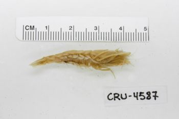 Media type: image;   Invertebrate Zoology CRU-4587